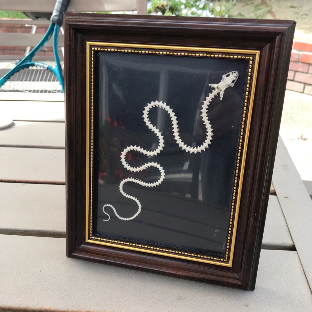 Snake skeleton taxidermy wall frame